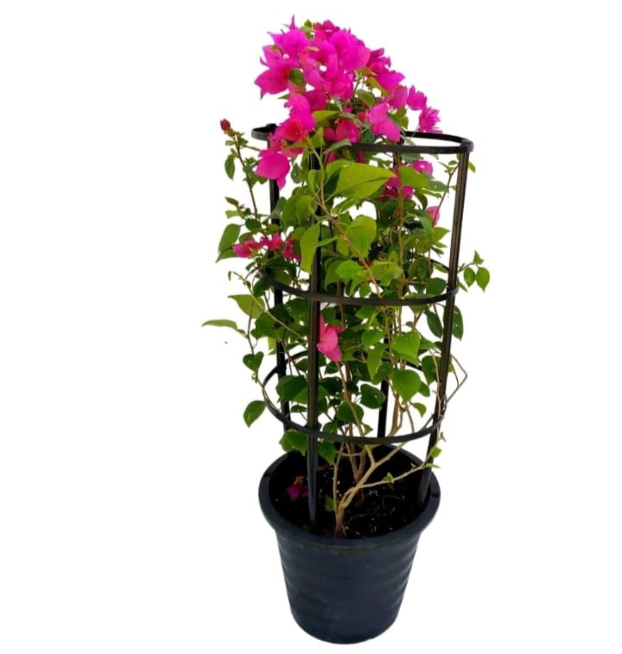 Flowering Plants