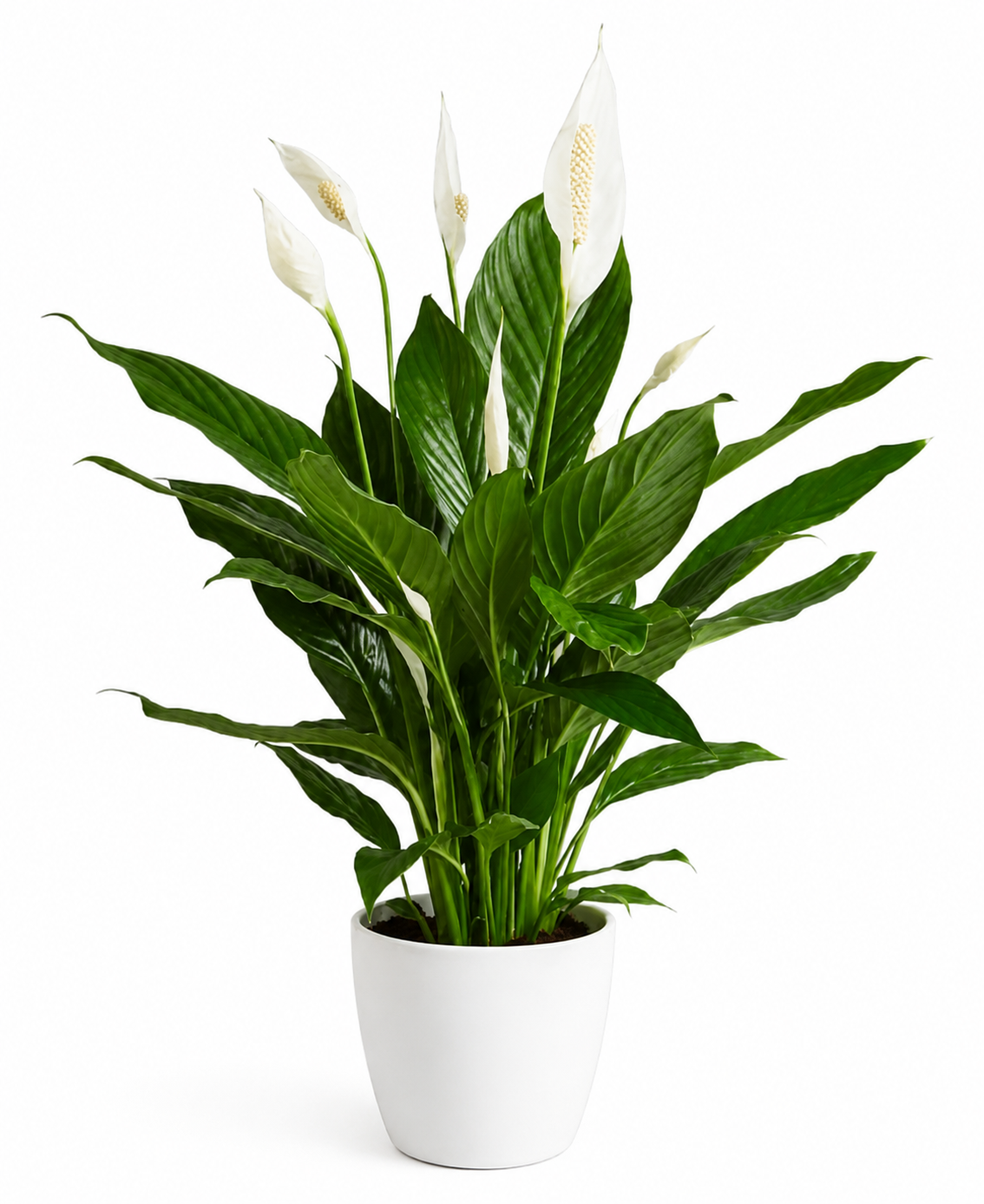 Indoor Plants