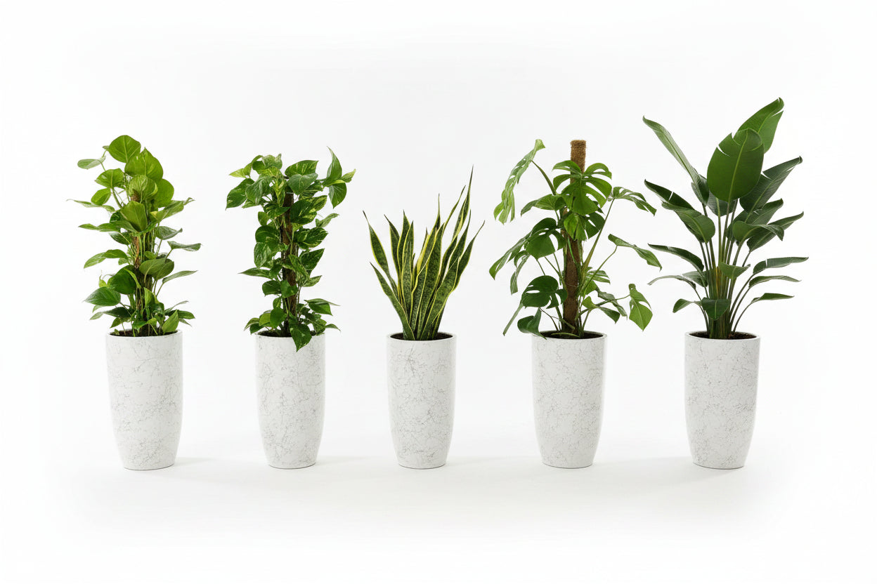 Office Plants