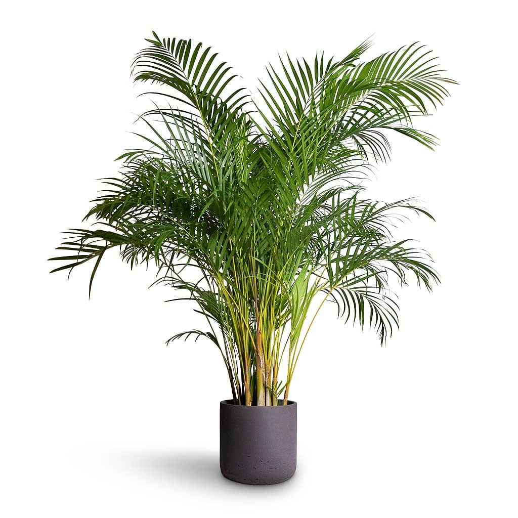 Areca Palm XXL 2.3mtr-2.5.mtr