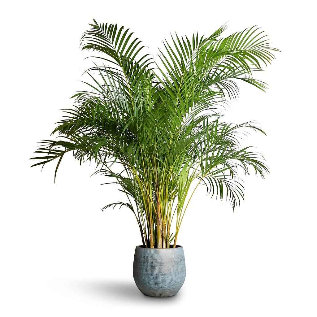 Areca Palm XXL 2.3mtr-2.5.mtr