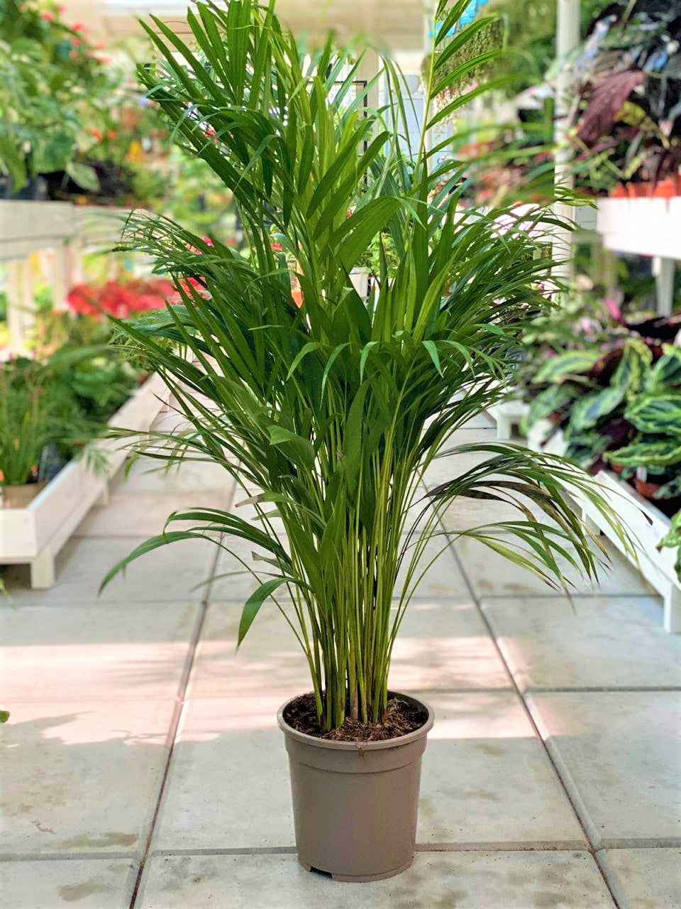 Areca Palm Holland / Chrysalidocarpus Lutescens