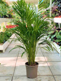 Areca Palm Holland / Chrysalidocarpus Lutescens