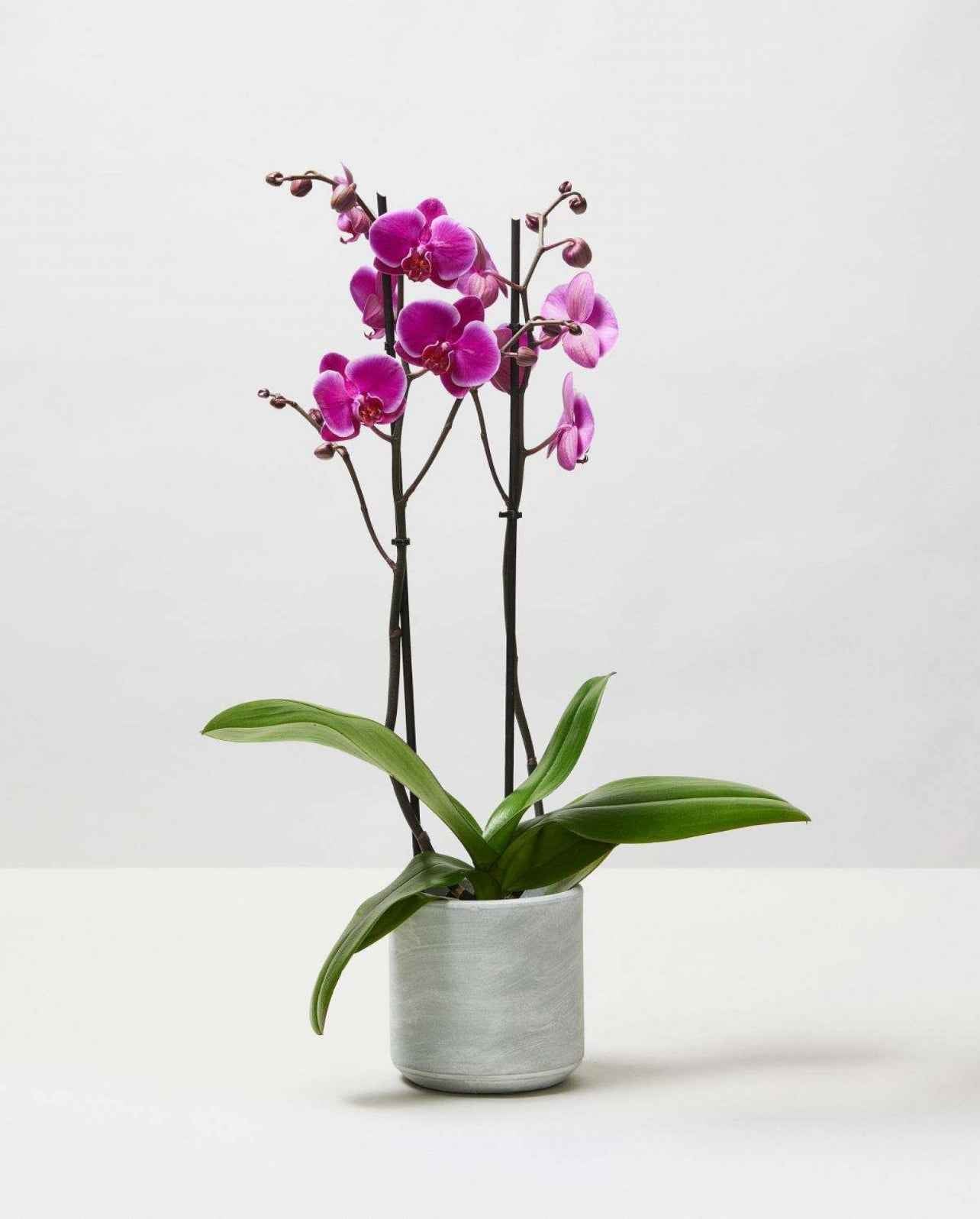 Moth Orchids 40cm-50cm | Orchid | Phalaenopsis Orchids | Flowering indoor plant