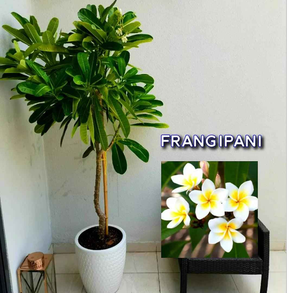 Potted Plumeria Obtusa 2mtr-2.2mtr - Frangipani in Ceramic Pot for Outdoor Plants