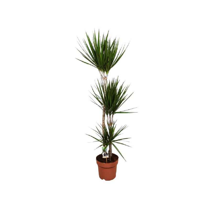 Dracaena Marginata 2pps 80cm - 100cm | indoor plant | Crimson Dragon Tree | Best Online Plant Shop | PlantMartUAE.com