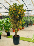 Croton Banana Yellow Plant 1.8mtr “Indoor & Outdoor”