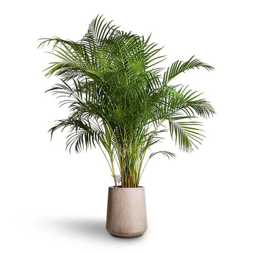 Areca Palm XXL 2.3mtr-2.5.mtr