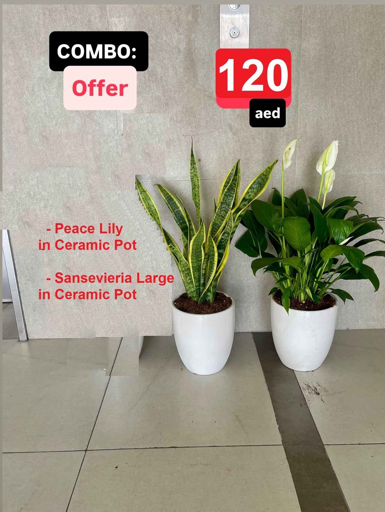 2pcs Combo: Potted Peace lily Plant & Sansevieria Plant- Ceramic Pots