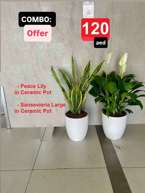 2pcs Combo: Potted Peace lily Plant & Sansevieria Plant- Ceramic Pots