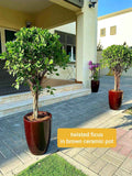 Twisted Ficus Panda Plant 150cm-160cm in Ceramic Pot – Elegant Indoor Plant Decor