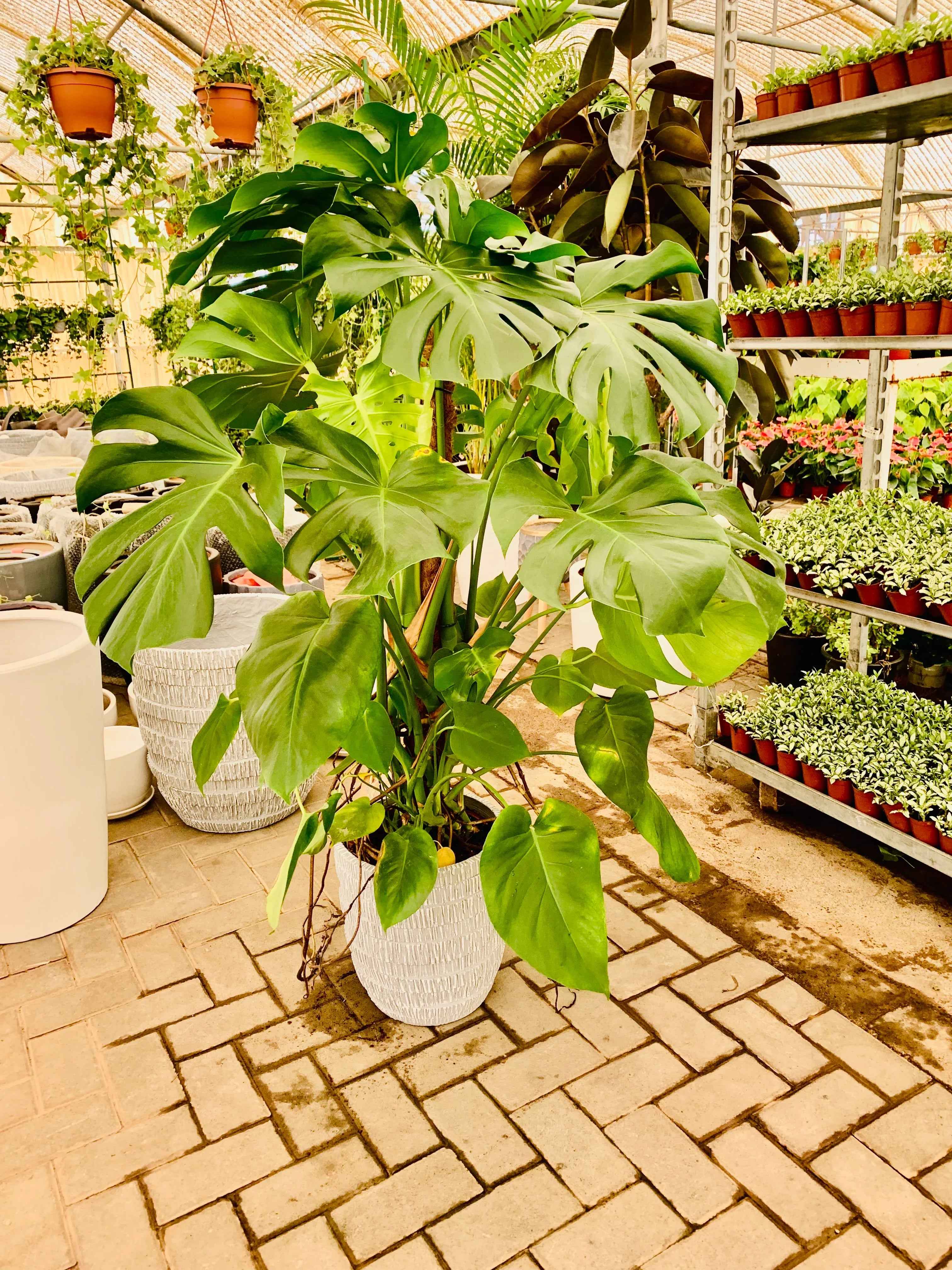Monstera Deliciosa / Swiss cheese Plant  Ceriman, Swiss Cheese Plant, Monstera, Mexican Breadfruit, Delicious Monster, Split-leaf philodendron