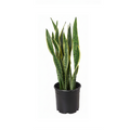 Snake Plant Indoor Large - 50cm-60cm Sansevieria for Home Decor by PlantMart
