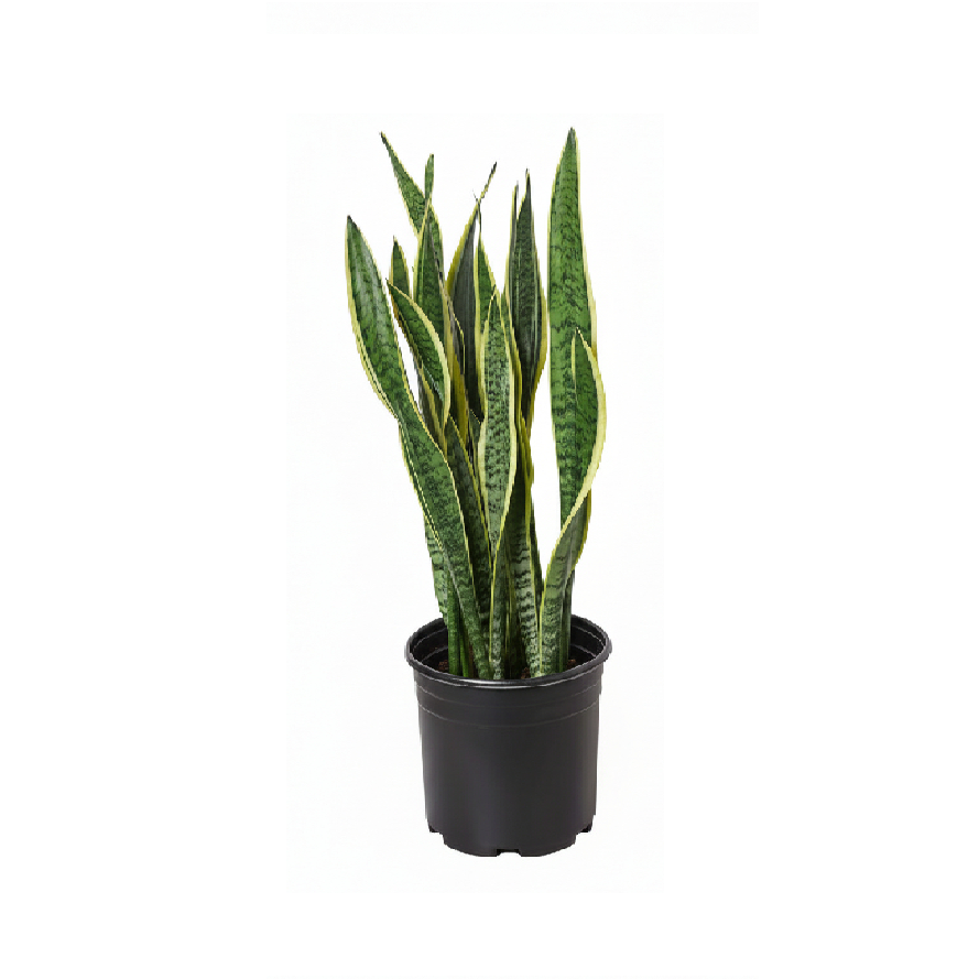 Snake Plant Indoor Large - 50cm-60cm Sansevieria for Home Decor by PlantMart