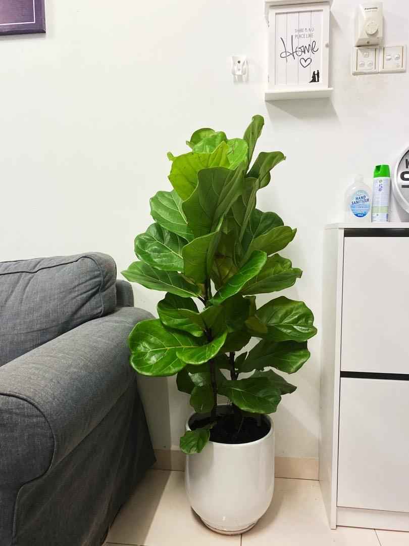Fiddle Leaf - 3PP - 1mtr - 1mtr Ficus Lyrata