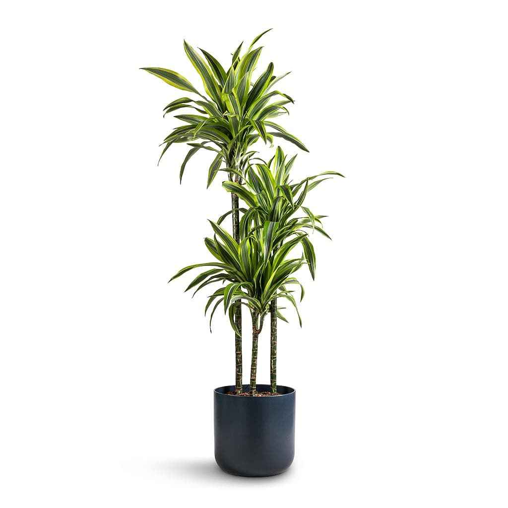 Dracaena Lemon Lime Plant 110cm-120cm | Dracaena Fragrans Indoor Plant
