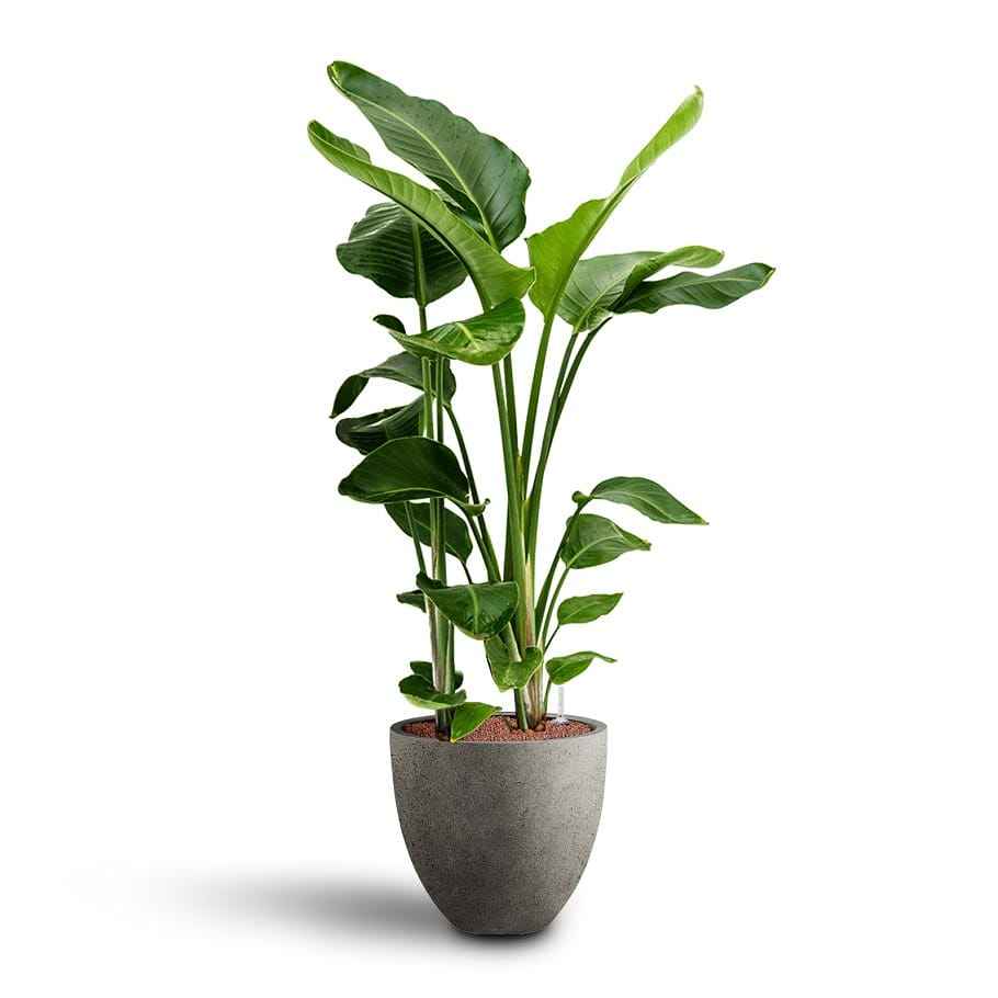 Bird of Paradise Strelitzia Nicolai -  1.1mtr-1.2mtr