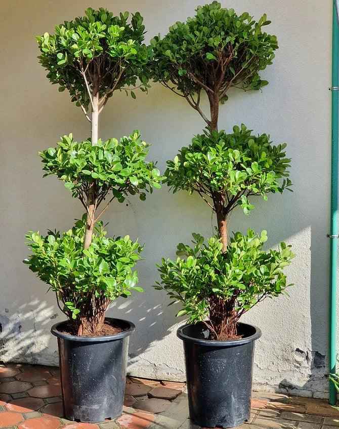 Ficus Panda Outdoor Plant 180cm-200cm - 3 Head/Tier for Stunning Outdoor Decor