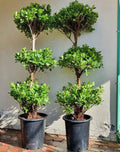 Ficus Panda Outdoor Plant 180cm-200cm - 3 Head/Tier for Stunning Outdoor Decor
