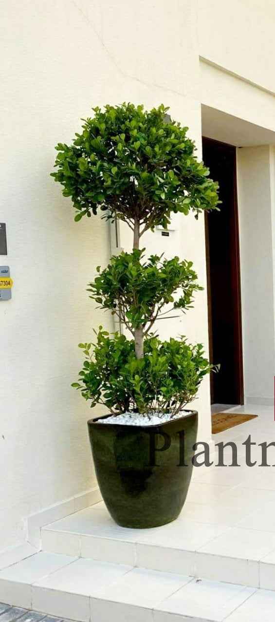 Potted Ficus Panda XL 2mtr 3head - Ceramic Pot for Outdoor Plant