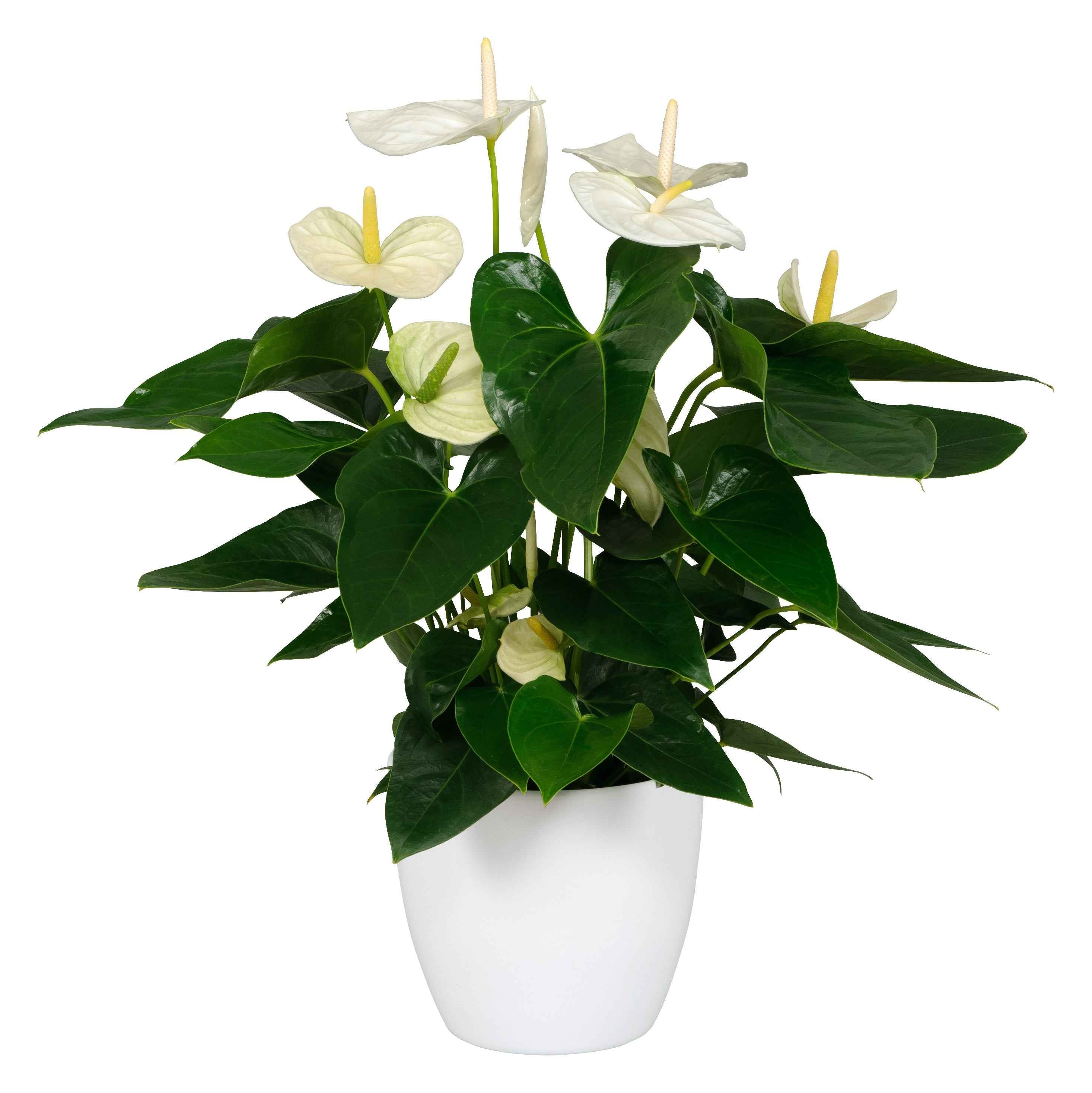 White Anthurium 30cm-35cm