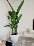 Bird of Paradise : 2-2.4mtr in FiberClay Pot