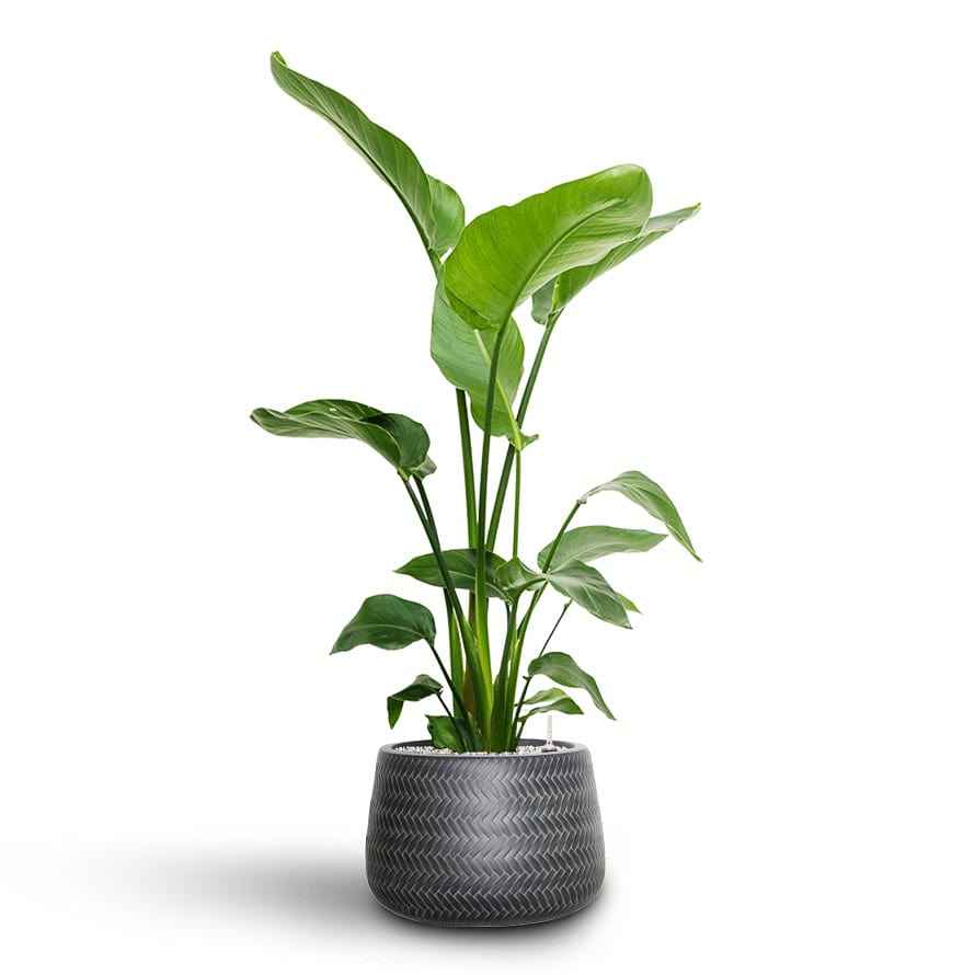 Bird of Paradise Strelitzia Nicolai -  1.1mtr-1.2mtr