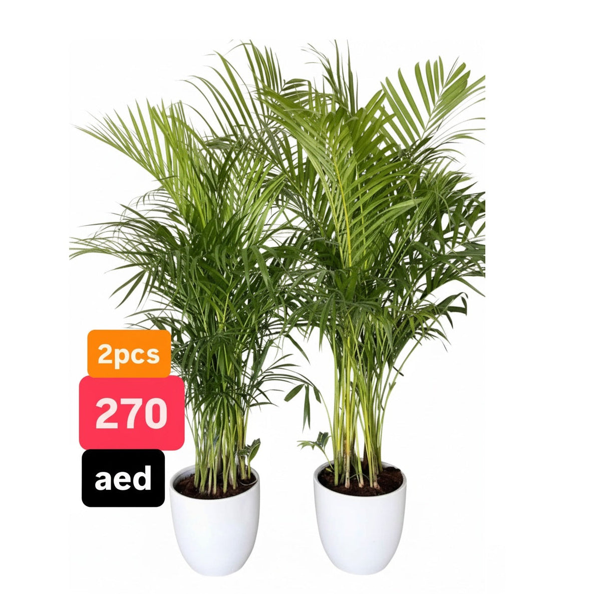 2pcs Potted Areca Palm | 150cm-160cm | Ceramic Pot