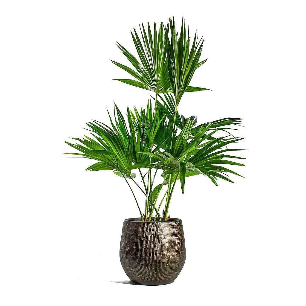Livistonia Rotundifolia | Footstool Palm 25cm-30cm