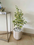 Ficus Benjamina Variegated 70cm-90cm in CERAMIC Pot - indoor plant Weeping fig, benjamin fig or ficus tree