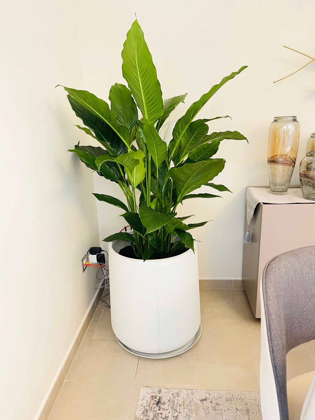 PeaceLily XL in XL FiberClay Pot (Overall 160cm-170cm)