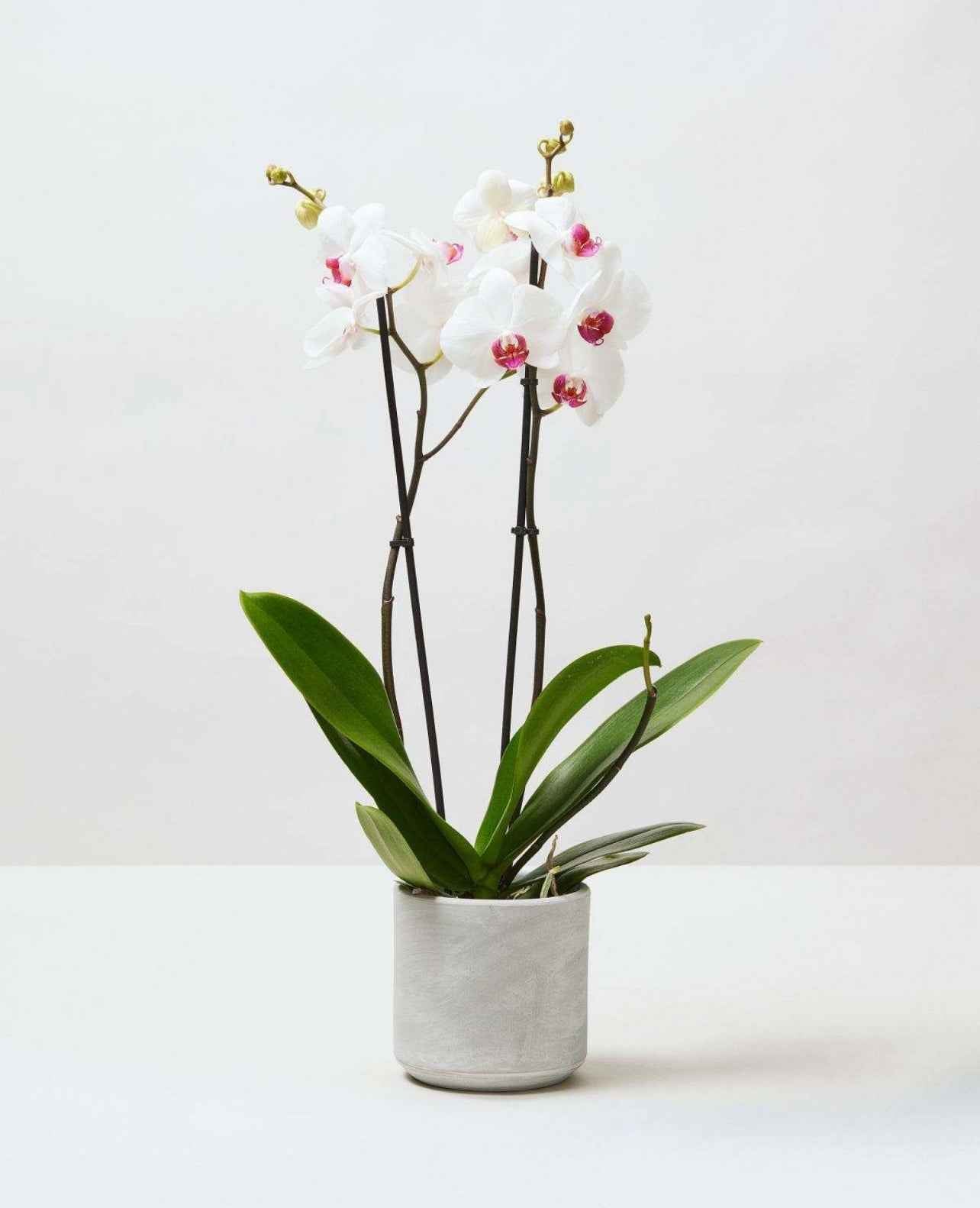 Moth Orchids 40cm-50cm | Orchid | Phalaenopsis Orchids | Flowering indoor plant