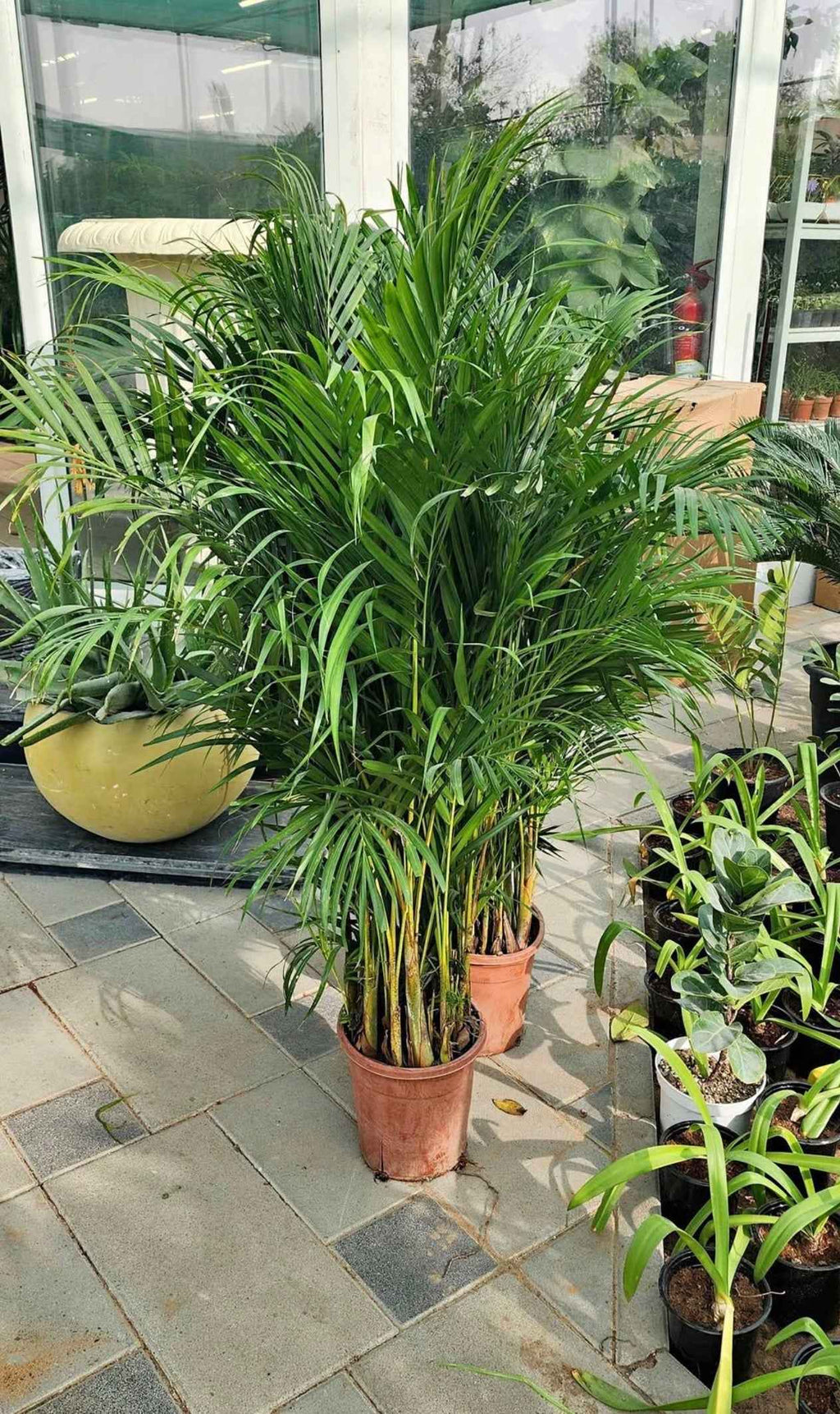 Areca Palm 2PCS COMBO 150cm-160cm | Indoor
