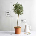 Olive Tree Indoor 1mtr-1.1mtr