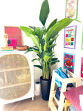 Bird Of Paradise in Matte Ceramic Pot
