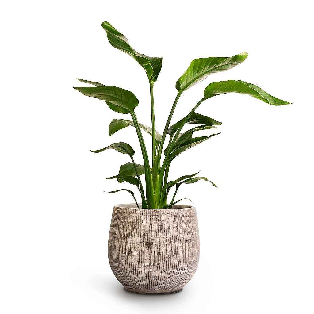 Strelitzia Nicolai: Giant Bird of Paradise