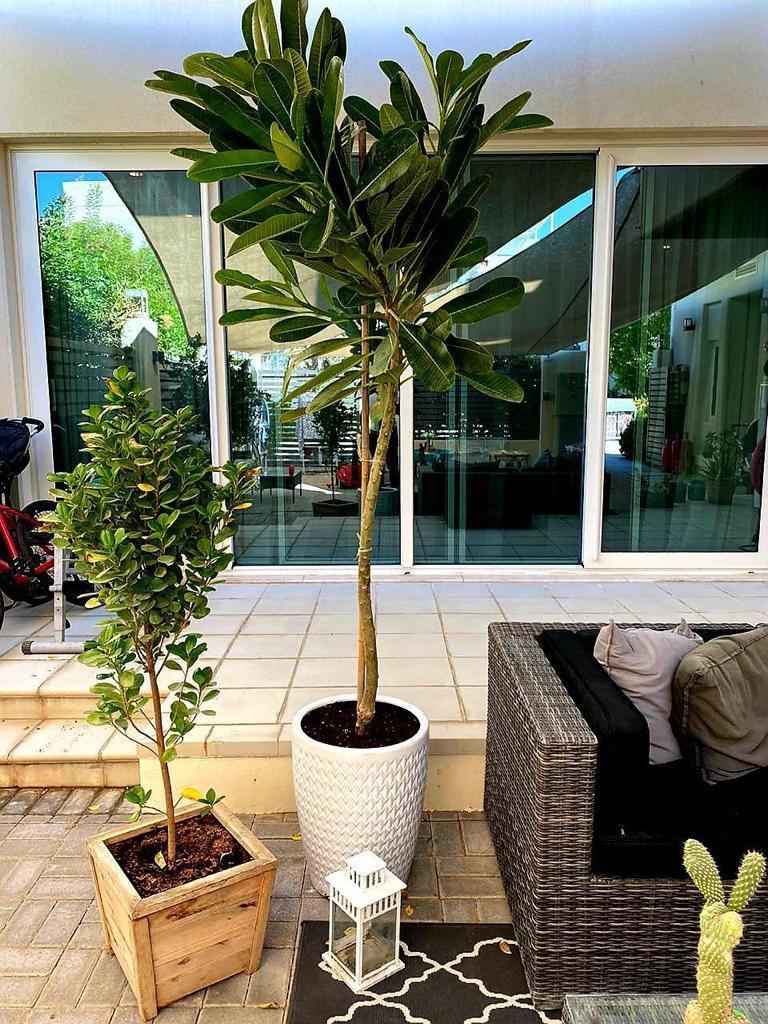 Potted Plumeria Obtusa 2mtr-2.2mtr - Frangipani in Ceramic Pot for Outdoor Plants