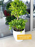 Potted Ficus panda 2-Tier/Head in CERAMIC pot | outdoor plant | Best Online Plant Shop | PlantMartUAE.com