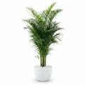 Areca Palm XL 2.2mtr indoor plant