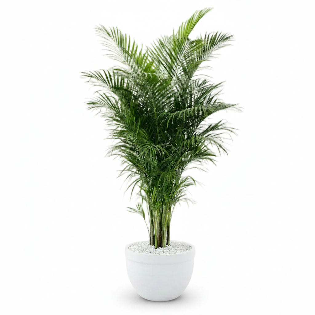 Areca Palm XL 2.2mtr indoor plant