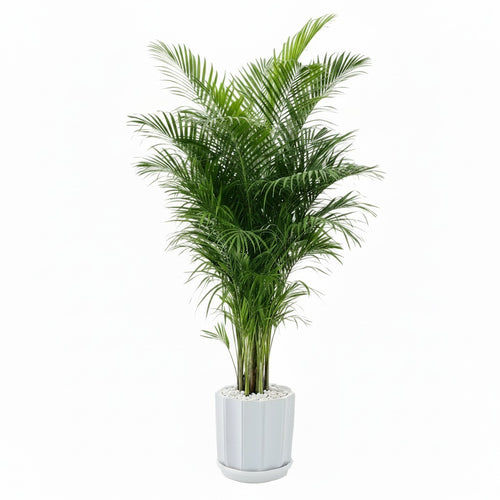 Areca Palm Indoor Plant 2mtr-2.3mtr | Chrysalidocarpus lutescens | Best Online Plants at PlanterMom
