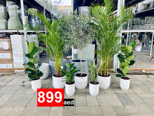 7 Office or Home Plants Potted COMBO: Olive Tree | 2 Areca Palm | 2 Fiddle leaf | Peace Lily | Snake Plant | in CERAMIC Pots