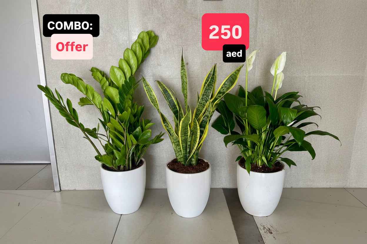 Potted 3Pcs Indoor in Ceramic Pots