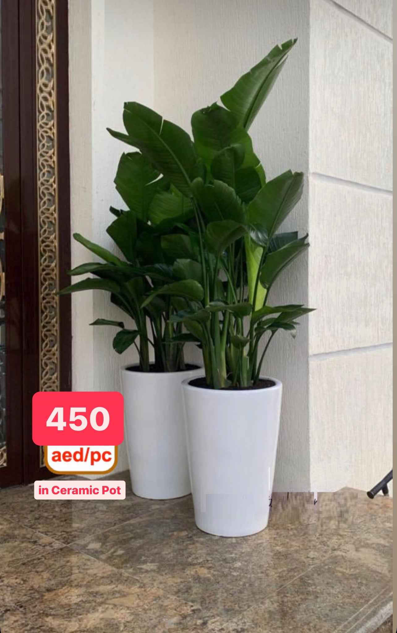 Bird Of Paradise XXL (180cm-190cm)