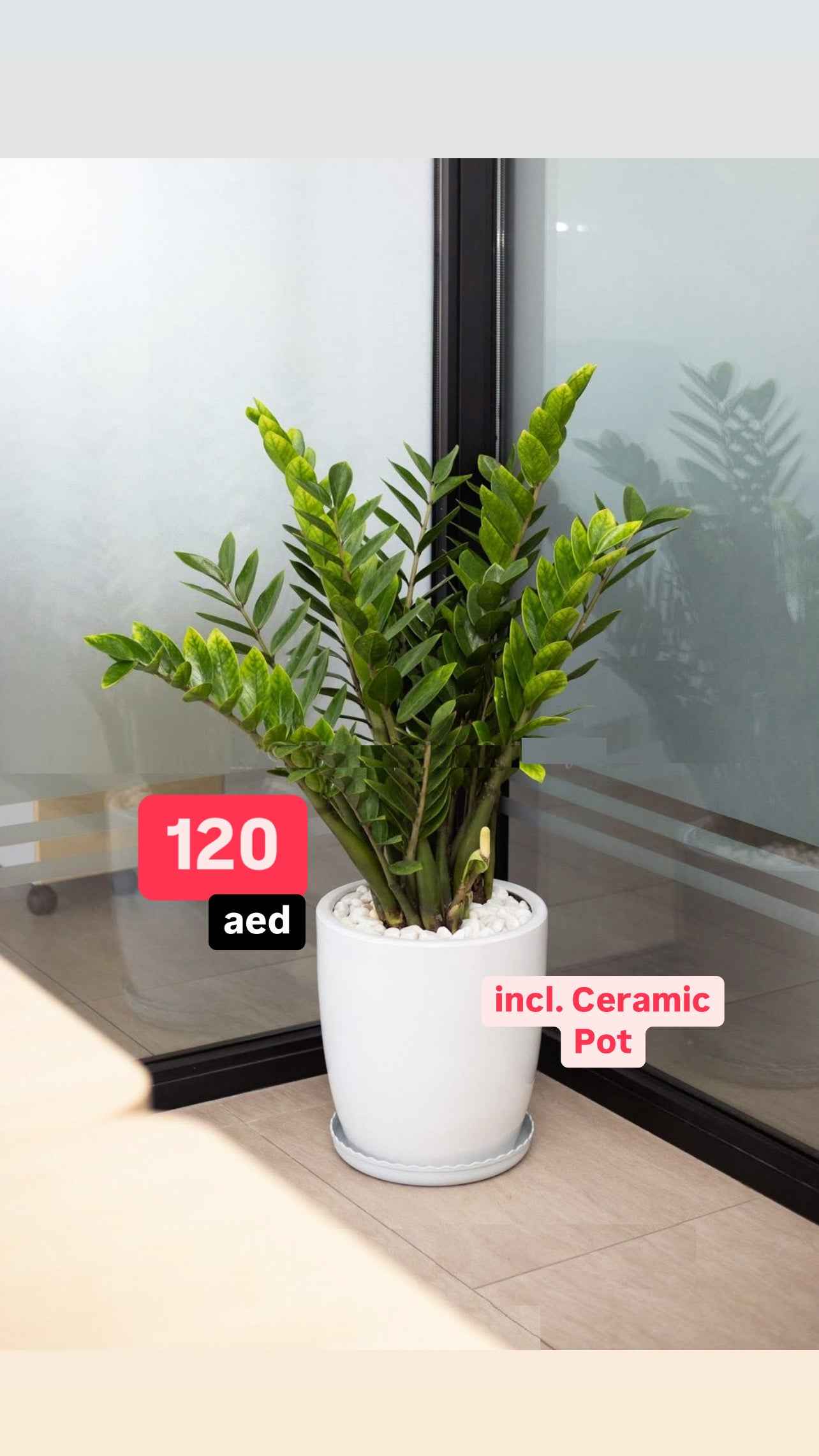 Zamioculcas ZZ Plant 60cm-70cm - Zanzibar Gem Indoor Plant (L)