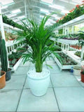Areca Palm - Large White Ceramic Pot