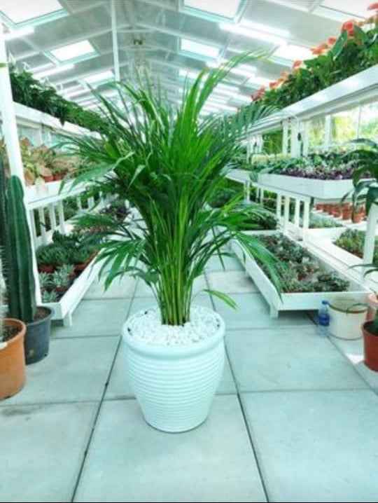 Areca Palm - Large White Ceramic Pot