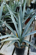 Agave Blue Star 50cm - 70cm| Outdoor plant | Best Online Plants | PlantmartUAE.com
