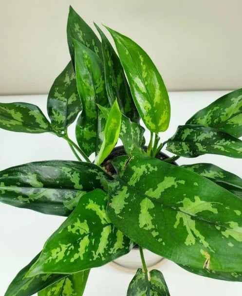Aglaonema Maria 30cm - Aglaonema Maria | Aglaonema Emerald Beauty | Chinese Evergreen | Arum Plant | indoor plant | PlantmartUAE.com