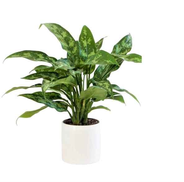 Aglaonema Maria 30cm - Aglaonema Emerald Beauty, Chinese Evergreen, Arum Plant